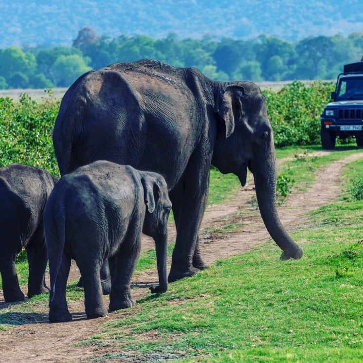 Elephants seen on safari in Sri Lanka