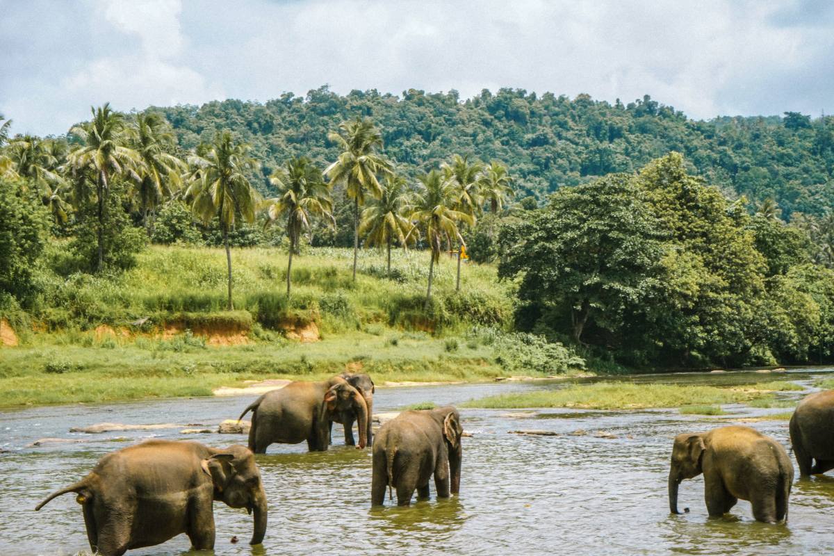 Wild elephant in Sri Lanka
