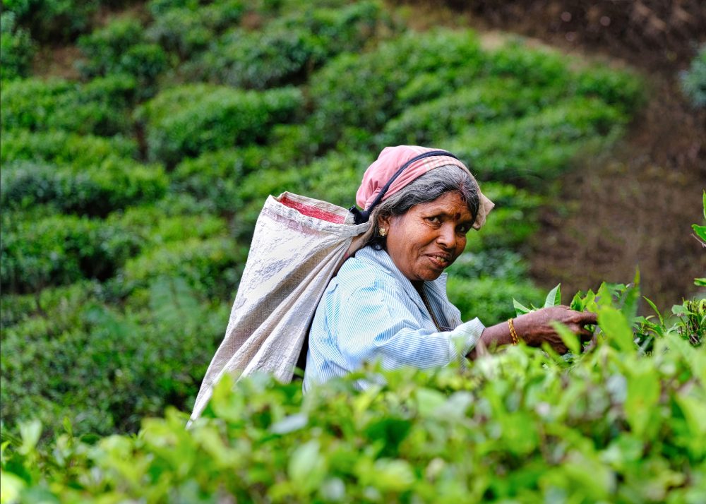Tea-covered mountains in Sri Lanka's hill country